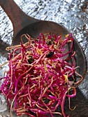 Red beetroot sprouts