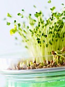 Broccoli shoots and buckwheat sprouts