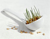 Barley on a small ladle