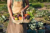 Mann hält einen Korb mit frischem Gemüse und Obst im Gemüsegarten