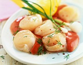 Raw scallops