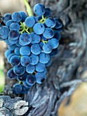 Bunch of black Grenache grapes on the vine