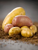 Assorted potatoes