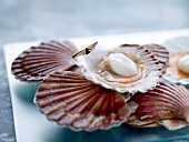 Raw scallops