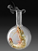 Shrimp in a glass chemical testing bottle