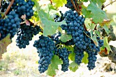 Bunches of black grapes on the vine ready to be picked