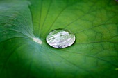 Drop of water on a lotus leaf in Bangkok,Thailand