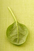 Baby spinach leaf