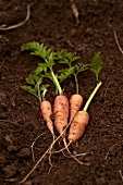 Carrots on earth
