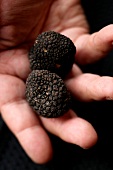 Two truffles in a man's hand