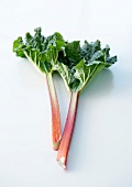 Branches of rhubarb on a white background