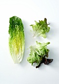 Composition with sucrine and red lettuce on a white background