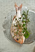 Raw sea bream with fresh herbs