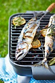 Grilling sea bass on the barbecue outdoors