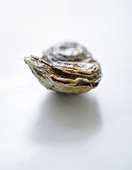 Eine geschlossene Auster
