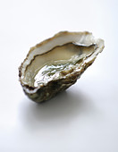 Eine geöffnete Auster