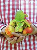 Kind hält Äpfel in den Händen