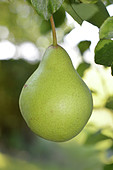 Williams pear on the tree