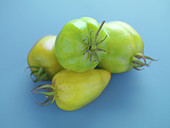 Green tomatoes on a blue background