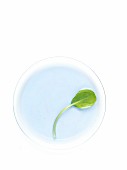Baby spinach leaf on a blue circle