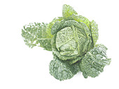 Green curly cabbage on a white background