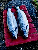 Norwegian salmon on a red board outdoors