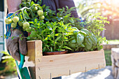 Woman carrying box of herbs and vegetable plants