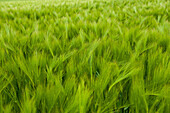 Barley field image-filling