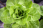 Romaine lettuce close up