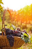 Basket of freshly picked grapes in Piedmont (Italy)