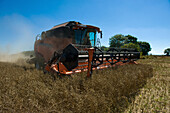 Combine harvester in a grain field