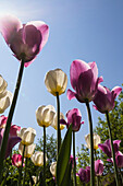 Purple and white tulips in a garden in Québec (Canada)