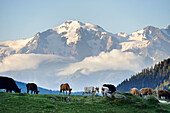 Cow pasture in the region around the village of Mazeri in the Caucasus (Svaneti, Georgia)