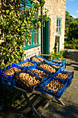 Walnut harvest in blue plastic crates