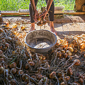 Woman harvesting onions, Ural, Russia