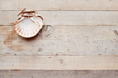 Empty scallop shells on a wooden background