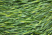 Green barley ears, picture-filling