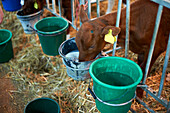 Calf drinks in the barn