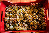Freshly harvested grapes in a crate