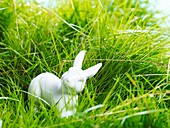 China rabbit in the grass