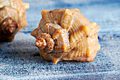 Sea snail