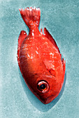 Red fish