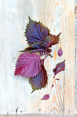 Purple shiso leaves