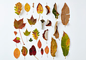 Assorted autumn coloured leaves on a white background