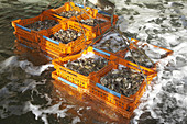 Freshly harvested French Belon oysters in boxes