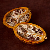Halved cocoa fruit
