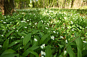 Bear's garlic growing in a forest