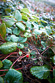 Wild strawberry plants