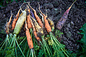 Frisch geerntete bunte Karotten im Gemüsebeet