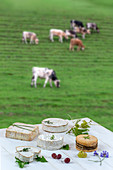 Verschiedene Käsesorten auf Tisch, im Hintergrund Weide mit Kühen